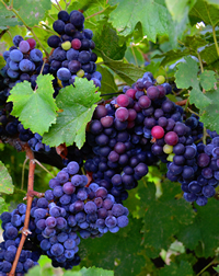 CA-eldorado-Gold Mountain Winery & Lodge